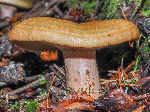 Lactarius rubrilacteus One of the Lactarius mushrooms commonly called Red-bleeding Milk Cap. When cut this ‘shroom exudes dark red milk and is green staining. Common in the Pacific North West it is found under Douglas Fir and 2 or 3 needle pines. 
https://www.jungledragon.com/image/103661/a_red-bleeding_milk_cap.html Canada,Fall,Geotagged,Lactarius rubrilacteus