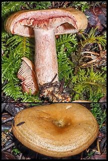 A Red-bleeding Milk Cap The dark red exudate can be seen when the mushroom is torn. Also to be noted is the concentrically zoned cap. Canada,Geotagged,Lactarius rubrilacteus