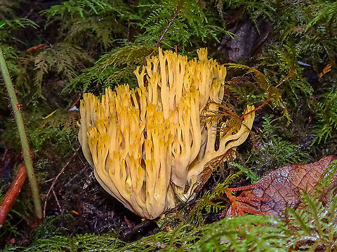 Yellow-tipped Coral Fungus Quite eye catching on the dark forest floor. This specimen was one of many in the area.                          Beautiful clavaria,Canada,Fall,Geotagged,Ramaria formosa