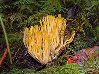 Yellow-tipped Coral Fungus Quite eye catching on the dark forest floor. This specimen was one of many in the area.                          Beautiful clavaria,Canada,Fall,Geotagged,Ramaria formosa