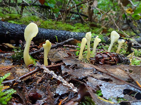 Fairy Fans! Quite the common name and quite imaginative!                      Canada,Fall,Geotagged,Spathularia flavida,Yellow earth tongue