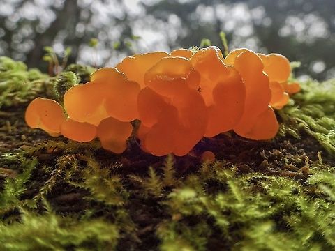 Yummy Gummies! Not really but they do look quite edible.                      Canada,Dacrymyces chrysospermus,Fall,Geotagged