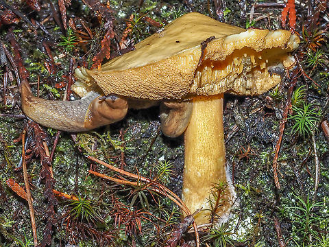 Snack Time! There are at least three (there is one on the far right of the cap) of theses land snails enjoying this bolete. The ‘shroom had sprouted from a rock wall along the road. Canada,Fall,Geotagged,Prophysaon foliolatum,Yellow-bordered Taildropper