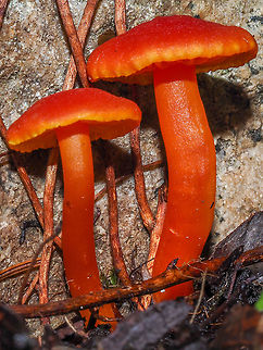 A Miniature Waxycap. Also called a Vermilion Waxcap. These have just sprouted, along with many others of their kind, beside our driveway. They are brightly coloured! Canada,Fall,Geotagged,Hygrocybe miniata,Vermilion waxcap
