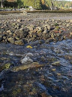 The Struggle Goes On! This Chum Salmon, likely a male, is saving its energy for the next dash upstream to its birthplace. It and the rest of the many other chum will welcome the coming rain when Basil Creek will have more water and make their journey somewhat easier. Canada,Chum salmon,Fall,Geotagged,Oncorhynchus keto