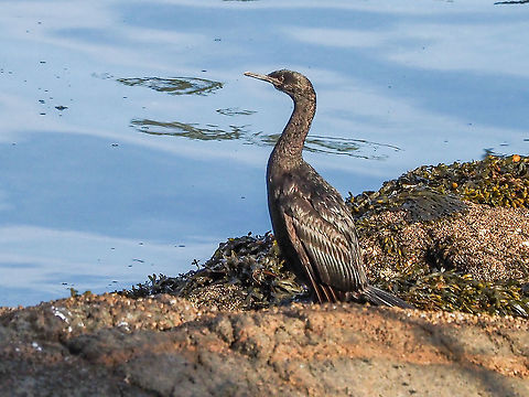 A Pelagic Cormorant This cormorant is more than likely an immature bird that was hatched this spring on nearby Mitlenatch Island. Canada,Fall,Geotagged,Pelagic cormorant,Phalacrocorax pelagicus