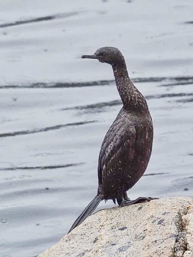 Taking a Rest After Fishing. This fellow obviously likes the fishing in front of our house. I really hope it&rsquo;s not hoping to get dry in this downpour!  Canada,Fall,Geotagged,Pelagic cormorant,Phalacrocorax pelagicus