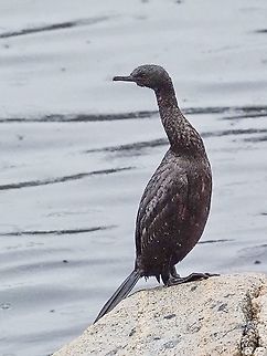 Taking a Rest After Fishing. This fellow obviously likes the fishing in front of our house. I really hope it&rsquo;s not hoping to get dry in this downpour!  Canada,Fall,Geotagged,Pelagic cormorant,Phalacrocorax pelagicus