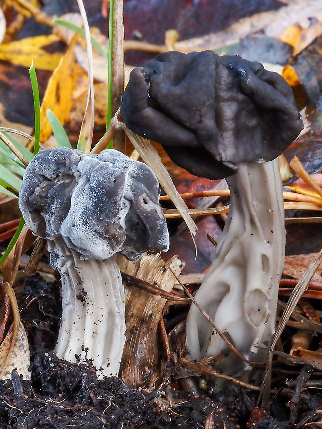 Coming to get you! Two Western Elfin Saddles. The one on the left has succumbed to the parasitic fungus, Hypomyces cervinigenus. It shall be fun to watch if the neighbour or any of the others near the infected &lsquo;shroom get infected. These were found growing next to our driveway. Canada,Fall,Geotagged,Helvella vespertina,Western Black Elfin Saddle