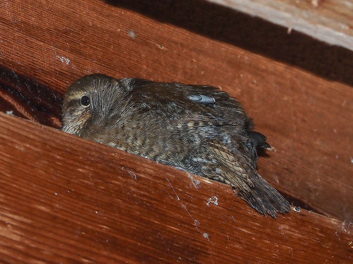 In From The Cold! I had come to notice that there were droppings on the bench and the counter by our back door. This evening I went out after dark, around 8:30pm, with my headlamp and camera and there, tucked under the eave, were a pair of Pacific Wrens enjoying the relative warmth of our house. The last few evenings it has been cool and clear. Canada,Fall,Geotagged,Pacific wren,Troglodytes pacificus