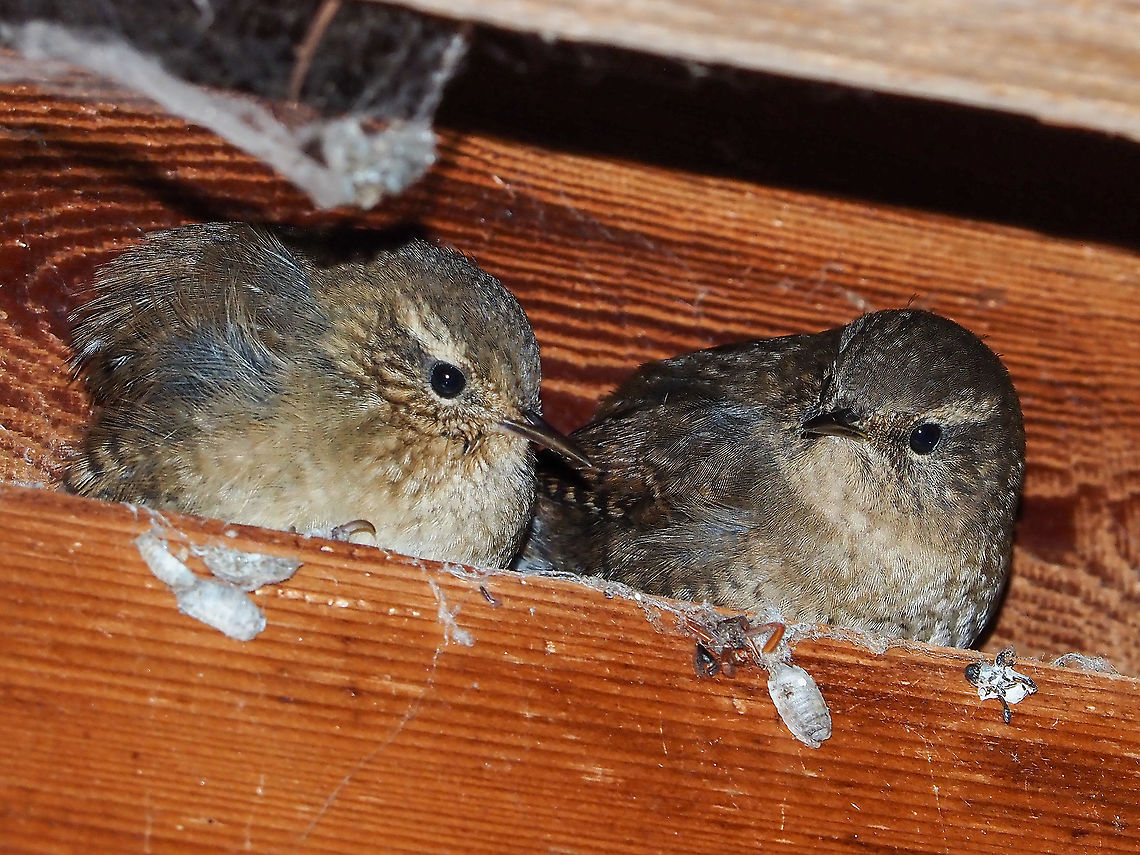 Another cool night! The usual photos of the Pacific Wren show the bird atop a branch singing its heart out. Seeing the bird as in this photo is “strange”. One person has recorded finding 31 of these birds crammed in a nesting box one winter to keep warm. The above photo was taken just after darkness fell and they have, as of yet, got comfortable. Canada,Fall,Geotagged,Pacific wren,Troglodytes pacificus