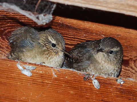 Another cool night! The usual photos of the Pacific Wren show the bird atop a branch singing its heart out. Seeing the bird as in this photo is &ldquo;strange&rdquo;. One person has recorded finding 31 of these birds crammed in a nesting box one winter to keep warm. The above photo was taken just after darkness fell and they have, as of yet, got comfortable.  Canada,Fall,Geotagged,Pacific wren,Troglodytes pacificus
