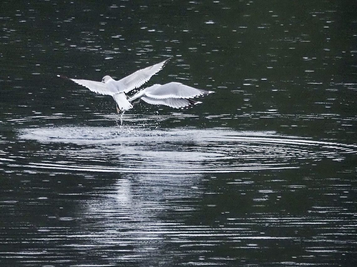A Pair of Feeding Mew Gulls. These two were part of about 15 that were feeding on a &ldquo;ball&rdquo; of bait fish in Whaletown Bay this morning. Canada,Common gull,Fall,Geotagged,Larus canus