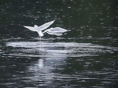 A Pair of Feeding Mew Gulls. These two were part of about 15 that were feeding on a “ball” of bait fish in Whaletown Bay this morning. Canada,Common gull,Fall,Geotagged,Larus canus