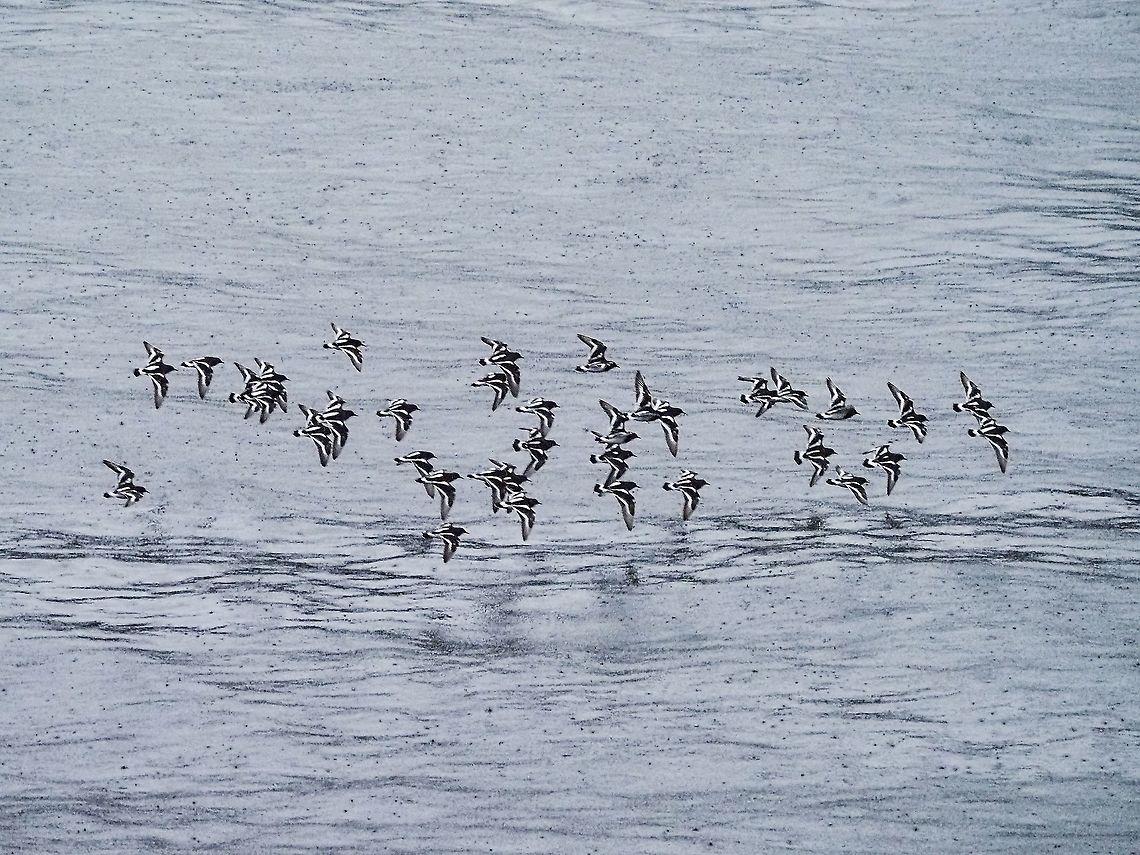 A Flock of Black Turnstones. Apologies for the quality of the photo but it was very windy, very rainy and not too bright out. Have to take what one gets! Maybe next time it will be brighter... maybe. The markings when flying are so distinctive compared to when they are foraging on the rocks. Arenaria melanocephala,Black turnstone,Canada,Fall,Geotagged