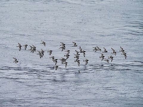 A Flock of Black Turnstones. Apologies for the quality of the photo but it was very windy, very rainy and not too bright out. Have to take what one gets! Maybe next time it will be brighter... maybe. The markings when flying are so distinctive compared to when they are foraging on the rocks. Arenaria melanocephala,Black turnstone,Canada,Fall,Geotagged