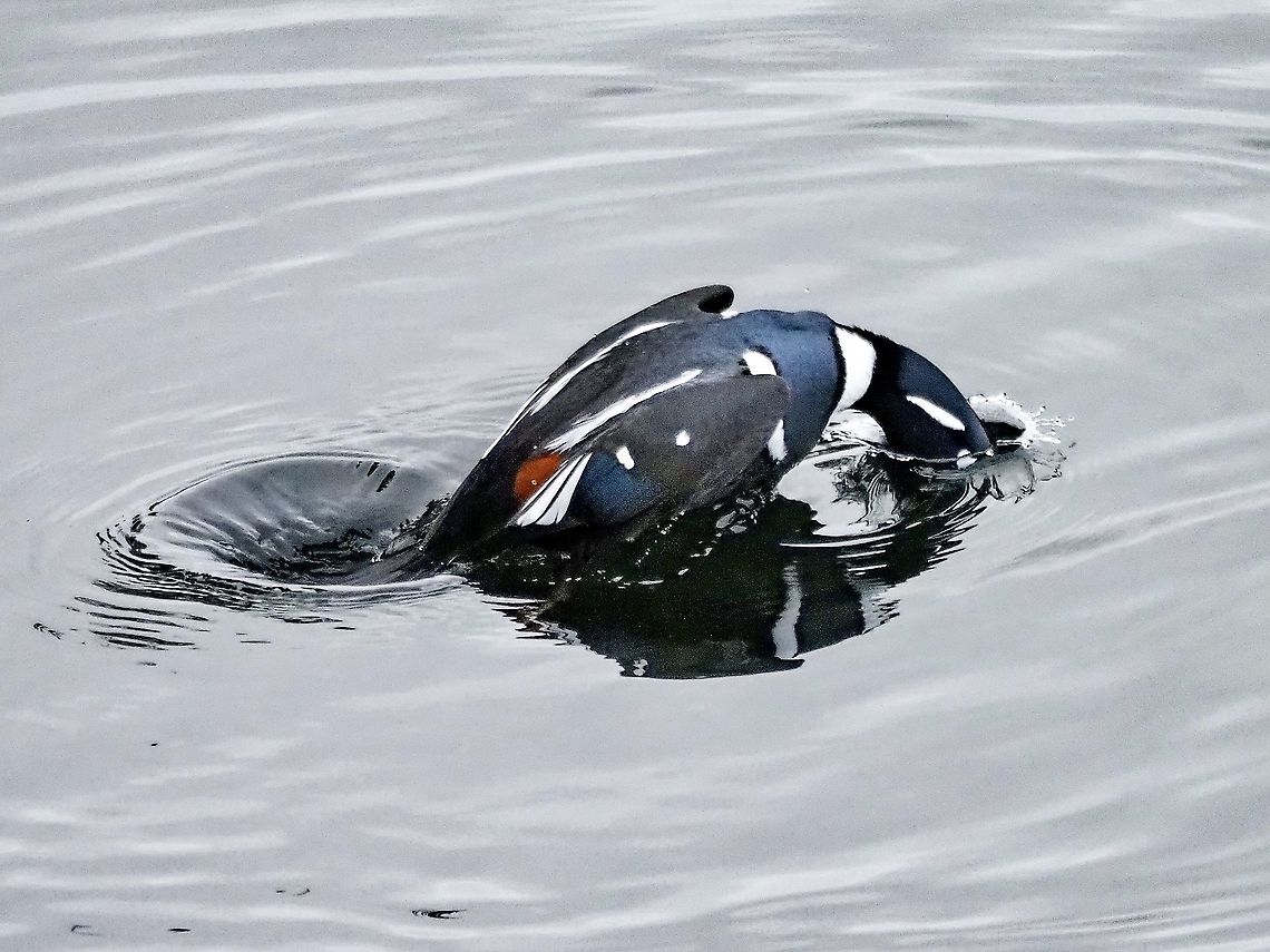 A Diving Harlequin! Time for a snack!  Canada,Fall,Geotagged,Harlequin,Harlequin duck,Histrionicus histrionicus,Taxila haquinus