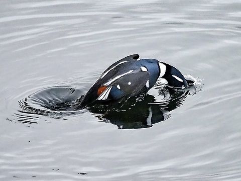 A Diving Harlequin! Time for a snack!  Canada,Fall,Geotagged,Harlequin,Harlequin duck,Histrionicus histrionicus,Taxila haquinus