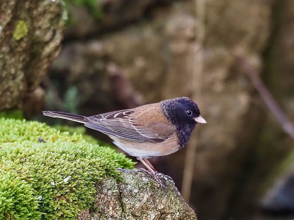 A Dark-eyed Junco! It seems that there are many subspecies and I am quite sure that having seen many colour variations in our neighbourhood that ID is difficult. This fellow is close to what is called an &ldquo;Oregon&rdquo; Dark-eyed Junco with the scientific name being Junco hyemalis and the ssp name being, take your pick, oreganus, montanus, or shufeldti. Canada,Dark-eyed Junco,Fall,Geotagged,Junco hyemalis