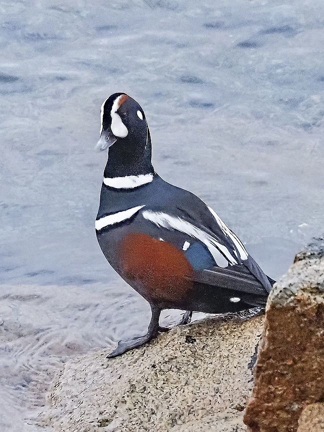 A Christmas Harlequin! Looking forward to a new year! I was very tempted to photoshop in a Santa Claus hat. Canada,Fall,Geotagged,Harlequin duck,Histrionicus histrionicus