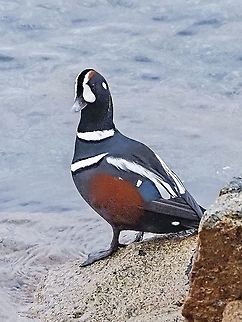 A Christmas Harlequin! Looking forward to a new year! I was very tempted to photoshop in a Santa Claus hat. Canada,Fall,Geotagged,Harlequin duck,Histrionicus histrionicus