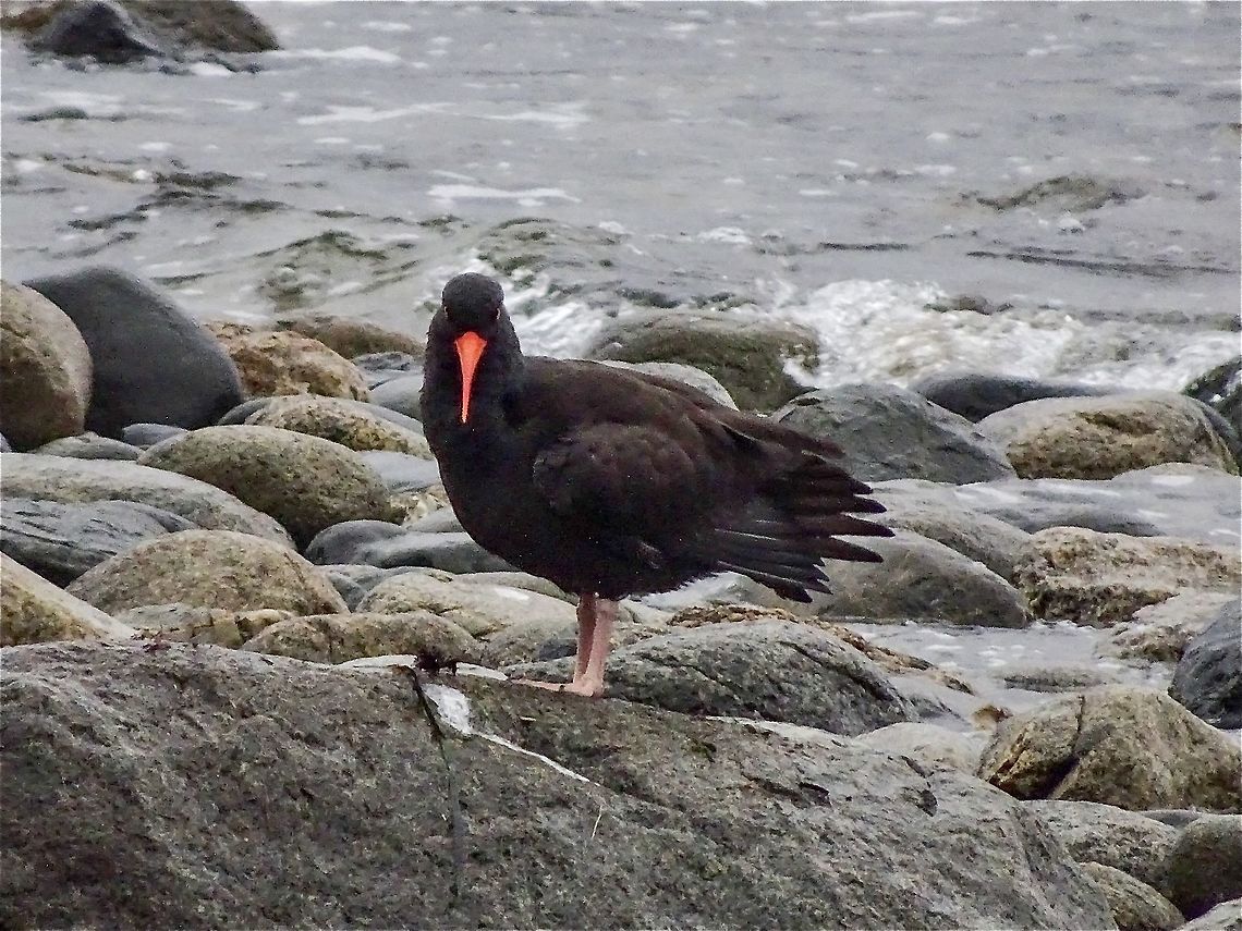 Eyeing The New Year! This adult, lovely all orange beak, Black Oystercatcher is giving me the &ldquo;oystercatcher eye&rdquo; making sure I don&rsquo;t come too close to her juvenile nearby and looking forward to a better 2021! Black oystercatcher,Canada,Geotagged,Haematopus bachmani,Winter