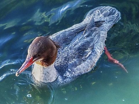 Uncommon View of a Common Merganser Yesterday, Dec. 28, was the day of the annual Cortes Island “Christmas Day” bird count. I was participating as a “backyard” observer. In the afternoon with the sun shining low in the sky and the tide being high this female Common Merganser decided to fish right under our deck. Our “front yard”! Canada,Common merganser,Geotagged,Mergus merganser,Winter