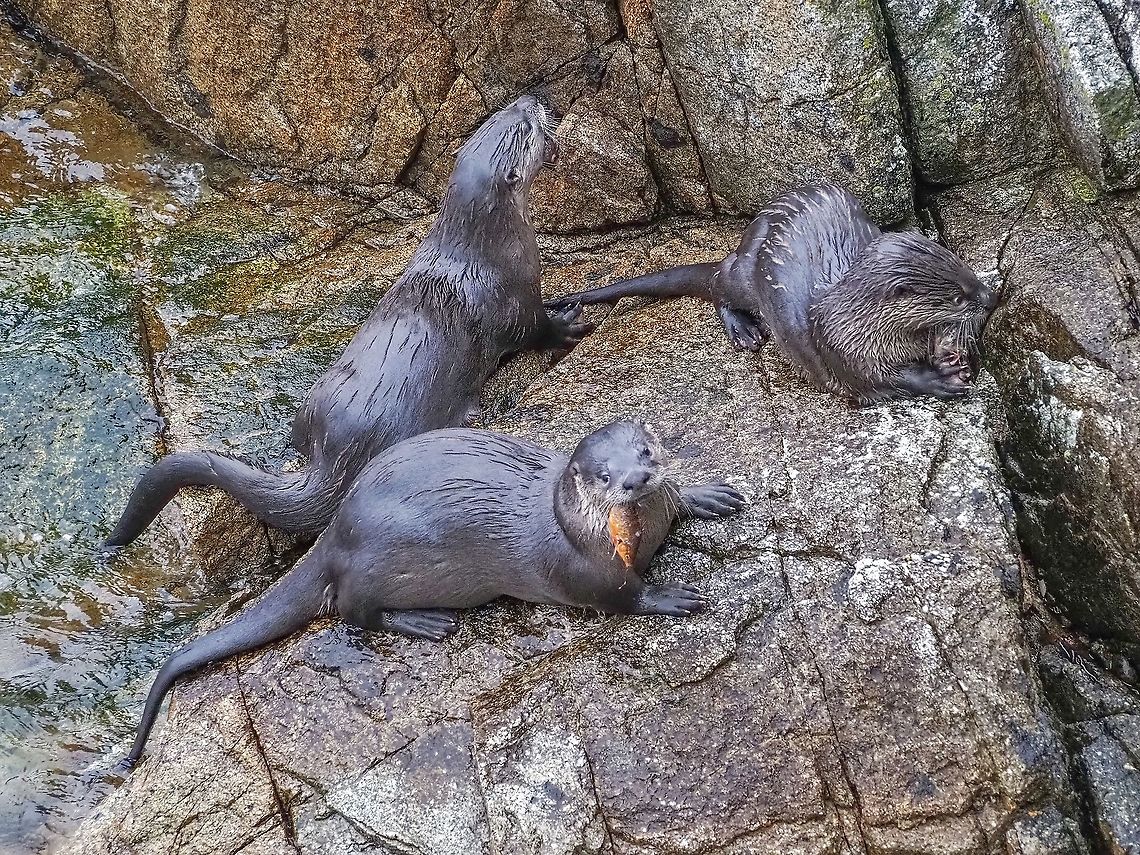 Nearly All Grown Up! On July of 2020 this family of river otters paid us a visit. At that time Mom was busy teaching them the finer points of getting their own food. <br />
<figure class="photo"><a href="https://www.jungledragon.com/image/97650/river_otters_in_the_ocean.html" title="River Otters in the Ocean!"><img src="https://s3.amazonaws.com/media.jungledragon.com/images/2839/97650_thumb.jpeg?AWSAccessKeyId=05GMT0V3GWVNE7GGM1R2&Expires=1759968010&Signature=ODl4scwN8t51ElbwiF8Rc6E2Z5Y%3D" width="200" height="152" alt="River Otters in the Ocean! Mom and two of her three kits swimming under our deck. They definitely swim with their eyes open! Canada,Geotagged,Lontra canadensis,North American river otter,Summer" /></a></figure><br />
Seems the lessons paid off! Canada,Geotagged,Lontra canadensis,North American river otter,Winter