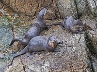 Nearly All Grown Up! On July of 2020 this family of river otters paid us a visit. At that time Mom was busy teaching them the finer points of getting their own food. <br />
https://www.jungledragon.com/image/97650/river_otters_in_the_ocean.html<br />
Seems the lessons paid off! Canada,Geotagged,Lontra canadensis,North American river otter,Winter