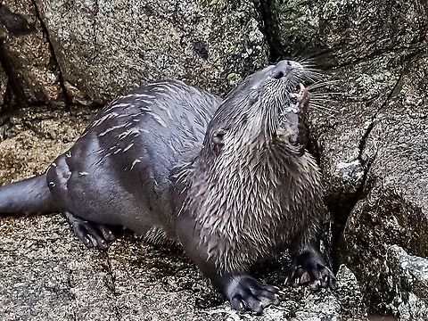 Fresh Sculpin Sushi For Breakfast! Part of a family of three kits and Mom showing off his “catch of the day”. 
https://www.jungledragon.com/image/107930/nearly_all_grown_up.html Canada,Geotagged,Lontra canadensis,North American river otter,Winter