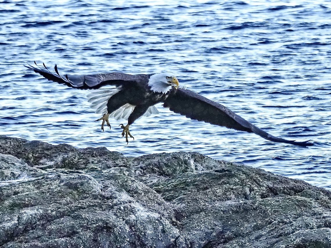 Lift Off! This eagle is flying away with its stolen prize in its beak. It is the remains of the backbone of a very large fish that was originally discovered by some gulls.  Bald Eagle,Canada,Geotagged,Haliaeetus leucocephalus,Winter