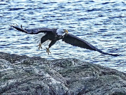 Lift Off! This eagle is flying away with its stolen prize in its beak. It is the remains of the backbone of a very large fish that was originally discovered by some gulls.  Bald Eagle,Canada,Geotagged,Haliaeetus leucocephalus,Winter