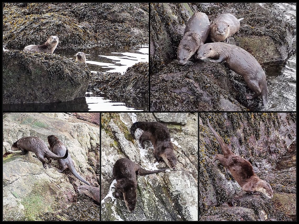 Lontra canadensis ssp. pacifica Once again we were honoured with a visit by our family of river otters. After getting out of the water they climbed the rocks to roll in the snow. Unfortunately my view was obscured by some trees so no photos of that activity. Always a treat to see them! Canada,Geotagged,Lontra canadensis,North American river otter