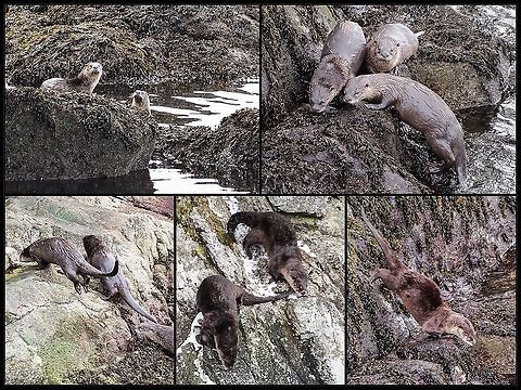 Lontra canadensis ssp. pacifica Once again we were honoured with a visit by our family of river otters. After getting out of the water they climbed the rocks to roll in the snow. Unfortunately my view was obscured by some trees so no photos of that activity. Always a treat to see them! Canada,Geotagged,Lontra canadensis,North American river otter
