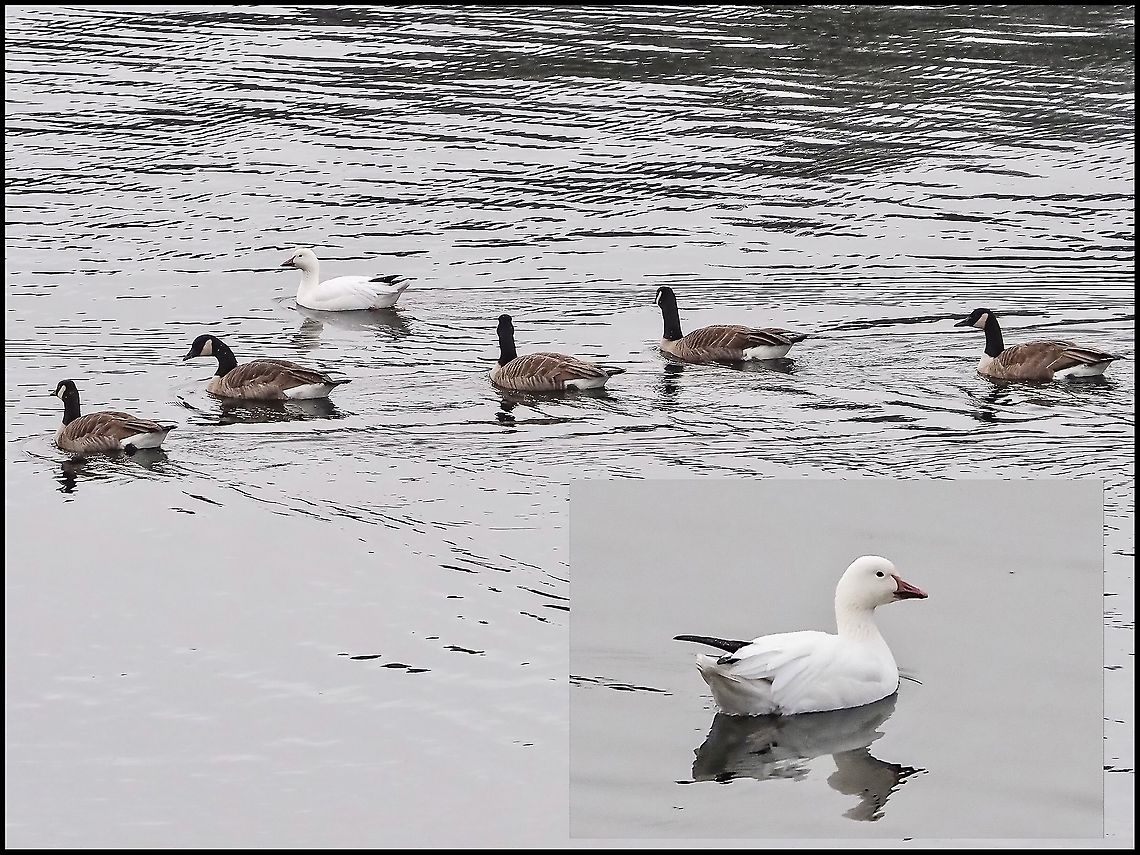 “One of these things... !” For the past few years our native and non migratory Canada Goose population has been joined by a solitary Snow Goose. It arrives around Hallowe’en and stays till spring when the oddfellow joins the rest of its kind and flys North. It is regularly seen flying by with the rest of its friends but this time came floating by for a photo op. This white goose is a Lesser Snow Goose some say Anser caerulescens spp caerulescens (according to Wikipedia) or others say Chen c. ssp caerulescens. Anser caerulescens caerulescens,Canada,Chen caerulescens,Geotagged,Snow goose