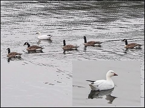 “One of these things... !” For the past few years our native and non migratory Canada Goose population has been joined by a solitary Snow Goose. It arrives around Hallowe’en and stays till spring when the oddfellow joins the rest of its kind and flys North. It is regularly seen flying by with the rest of its friends but this time came floating by for a photo op. This white goose is a Lesser Snow Goose some say Anser caerulescens spp caerulescens (according to Wikipedia) or others say Chen c. ssp caerulescens. Anser caerulescens caerulescens,Canada,Chen caerulescens,Geotagged,Snow goose