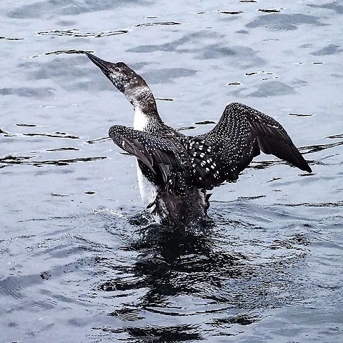 Showing Off! This fellow is yet to get its adult/breeding plumage. Canada,Common loon,Gavia immer,Geotagged,Winter