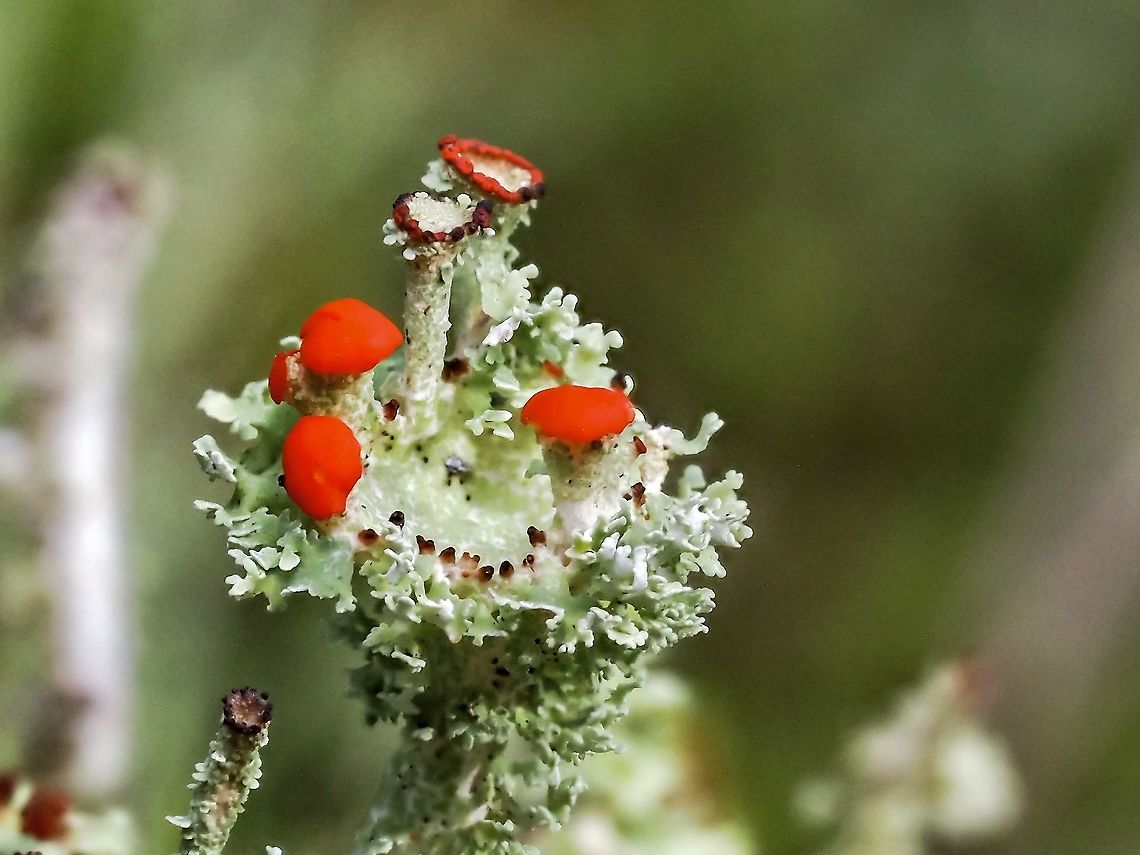 The Complexities of a Lichen I will admit to being a sucker for bright colours, red, in this case, even if it involves getting my knees and elbows wet in the spongy moss. But after looking at the photograph I am amazed at how complex a structure is sitting atop the heavily squamulose podetia of this Floral Pixie (Cladonia bellidiflora) lichen. Have just read that one of the methods of spreading its kind other than spores is when one of those squamules breaks off and is carried afar to an appropriate growing site. <br />
This “cup” is about 3.5mm across. Canada,Cladonia bellidiflora,Floral Pixie,Geotagged,Spring,Toy Soldiers