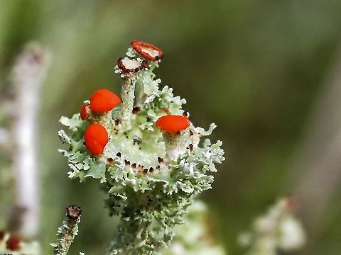 The Complexities of a Lichen I will admit to being a sucker for bright colours, red, in this case, even if it involves getting my knees and elbows wet in the spongy moss. But after looking at the photograph I am amazed at how complex a structure is sitting atop the heavily squamulose podetia of this Floral Pixie (Cladonia bellidiflora) lichen. Have just read that one of the methods of spreading its kind other than spores is when one of those squamules breaks off and is carried afar to an appropriate growing site. 
This “cup” is about 3.5mm across. Canada,Cladonia bellidiflora,Floral Pixie,Geotagged,Spring,Toy Soldiers