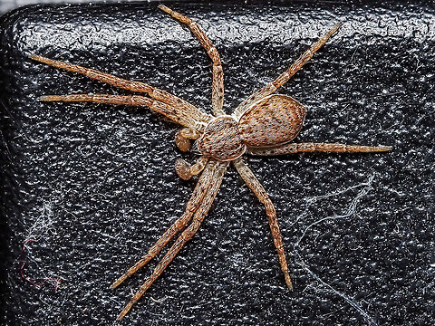 A Female Philodromus dispar, maybe? A visitor to our indoor garden. She may have been attracted not only to the plants but also the warmth of the lamps. The common name is Eurasian Running Crab Spider... if that is what it is. Canada,Geotagged,Philodromus dispar,Spring