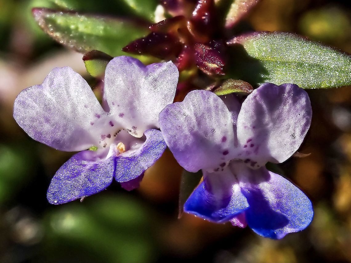 Small-flowered Blue-eyed Mary It has been a cool spring and these are the first wildflower blossoms I have seen to photograph. The blossoms are very close to the ground to take advantage of any warmth that the sun can generate. Canada,Collinsia parviflora,Geotagged,Maiden blue eyed Mary,Small-flowered Blue-eyed Mary,Spring