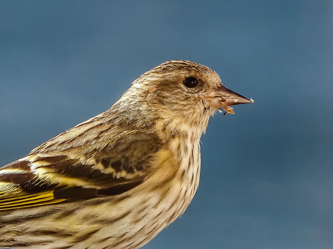 Posing for a portrait! Sitting on the railing outside our living room window. Enjoying the sunshine after a downpour. Pine Siskin in this area, southern Vancouver Island, have been suffering with an outbreak of Salmonella although we haven&rsquo;t seen any signs on Cortes Island. Canada,Geotagged,Pine siskin,Spinus pinus,Spring