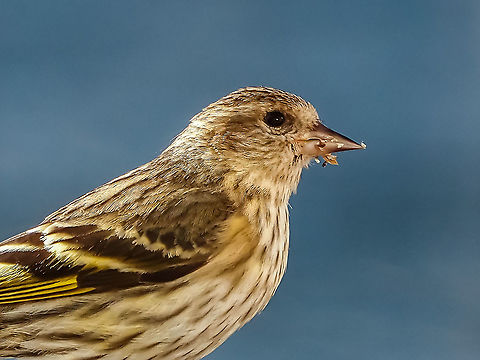 Posing for a portrait! Sitting on the railing outside our living room window. Enjoying the sunshine after a downpour. Pine Siskin in this area, southern Vancouver Island, have been suffering with an outbreak of Salmonella although we haven’t seen any signs on Cortes Island. Canada,Geotagged,Pine siskin,Spinus pinus,Spring