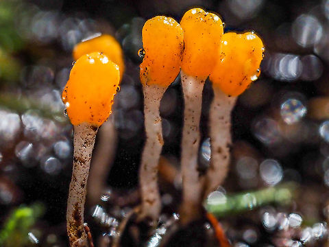 Mitrula elegans, Swamp Beacon I have never heard of a plant or fungus being referred to as gregarious but this fungus definitely is! It was growing in a swamp next to another inhabitant of the swamp Western Skunk Cabbage. These are not quite as clean as I would have wished. The dirt is a result of a recent downpour that splashed the mud up onto the fungus. Canada,Geotagged,Mitrula elegans,Spring