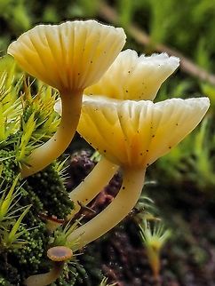 Lichenomphalia umbellifera