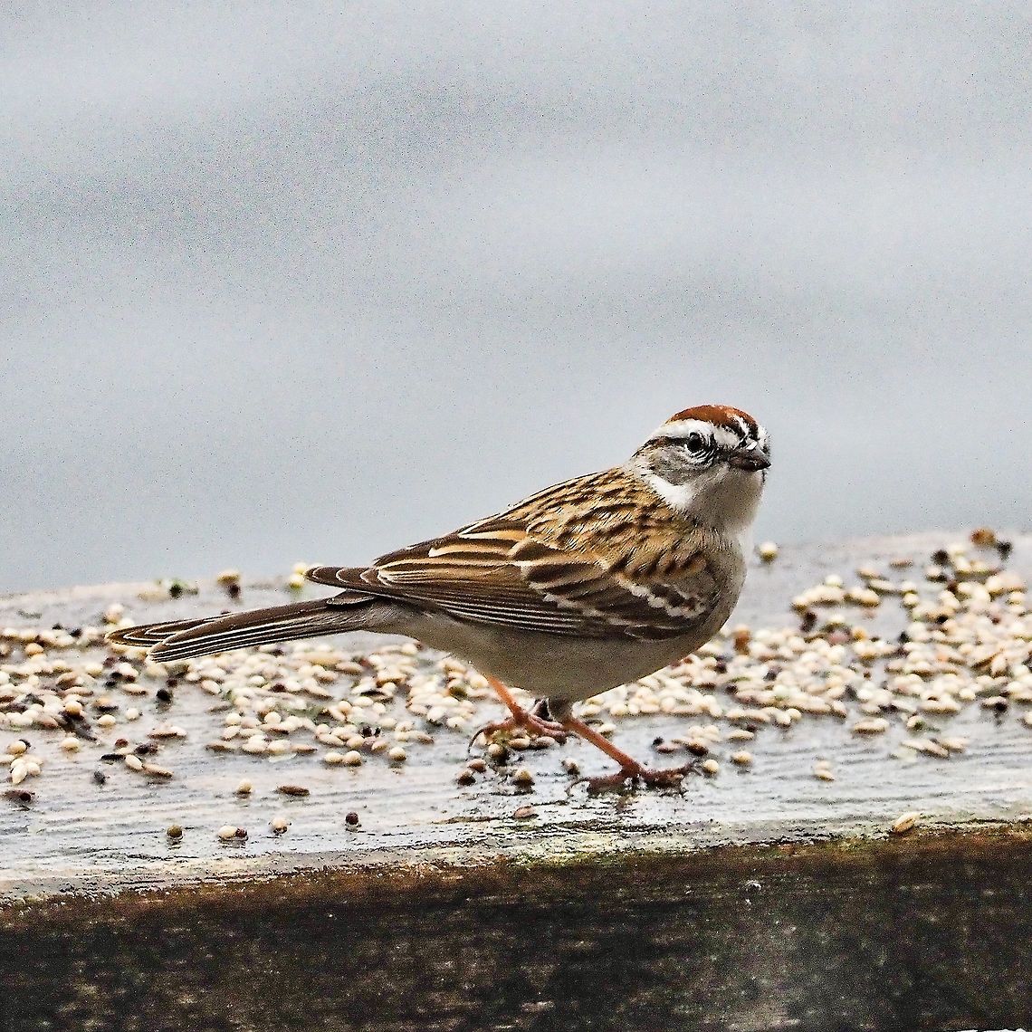 An Inquisitive Visitor. With the pandemic upon us feeding the birds has brought more joy than it has in past times. This Chipping Sparrow is a recent arrival to Cortes Island. The white marking on the middle of its &ldquo;forehead&rdquo; is more prominent than usual. The photo was taken through our living room window. Chipping Sparrows are supposedly quite tame and will take food from your hand. This fellow came and sat on the windowsill which I was sitting right next to. Too bad my camera lens didn&rsquo;t allow me to focus that close! Canada,Chipping Sparrow,Geotagged,Spizella passerina,Spring