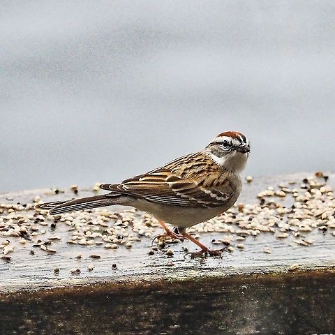 An Inquisitive Visitor. With the pandemic upon us feeding the birds has brought more joy than it has in past times. This Chipping Sparrow is a recent arrival to Cortes Island. The white marking on the middle of its “forehead” is more prominent than usual. The photo was taken through our living room window. Chipping Sparrows are supposedly quite tame and will take food from your hand. This fellow came and sat on the windowsill which I was sitting right next to. Too bad my camera lens didn’t allow me to focus that close! Canada,Chipping Sparrow,Geotagged,Spizella passerina,Spring