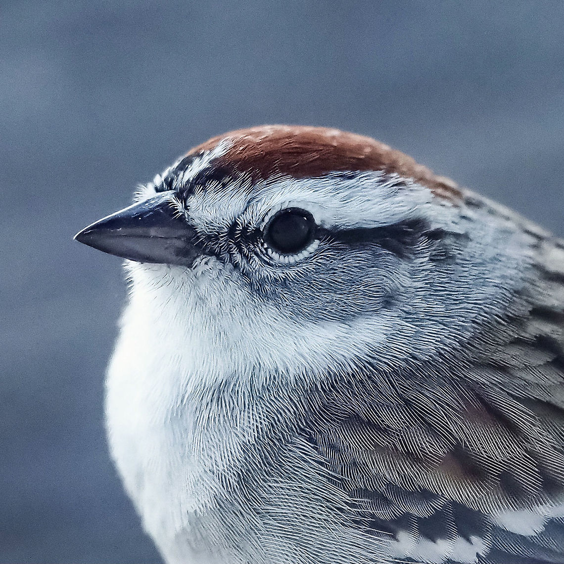 My Little Friend. My cute little friend returned and I had the macro lens on the camera. Canada,Chipping Sparrow,Geotagged,Spizella passerina,Spring