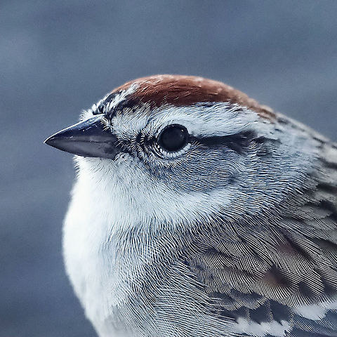 My Little Friend. My cute little friend returned and I had the macro lens on the camera. Canada,Chipping Sparrow,Geotagged,Spizella passerina,Spring