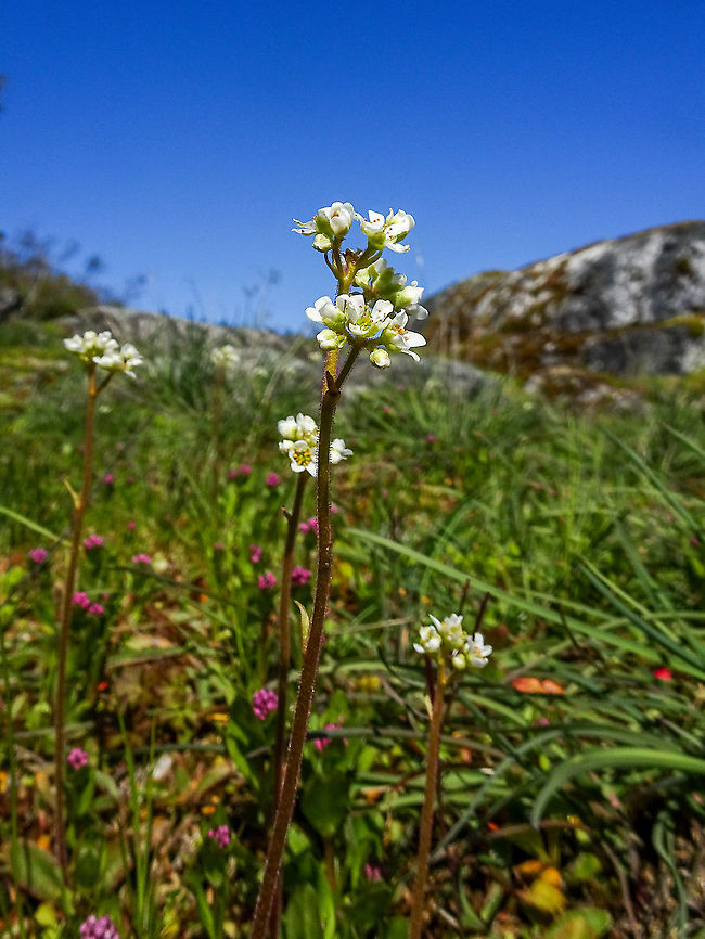 Wholeleaf Saxifrage  Quite abundant on the rocks in Manson&rsquo;s Lagoon. Nice that blue skies and a low tide came together.                               Canada,Geotagged,Micranthes integrifolia,Spring,Wholeleaf saxifrage